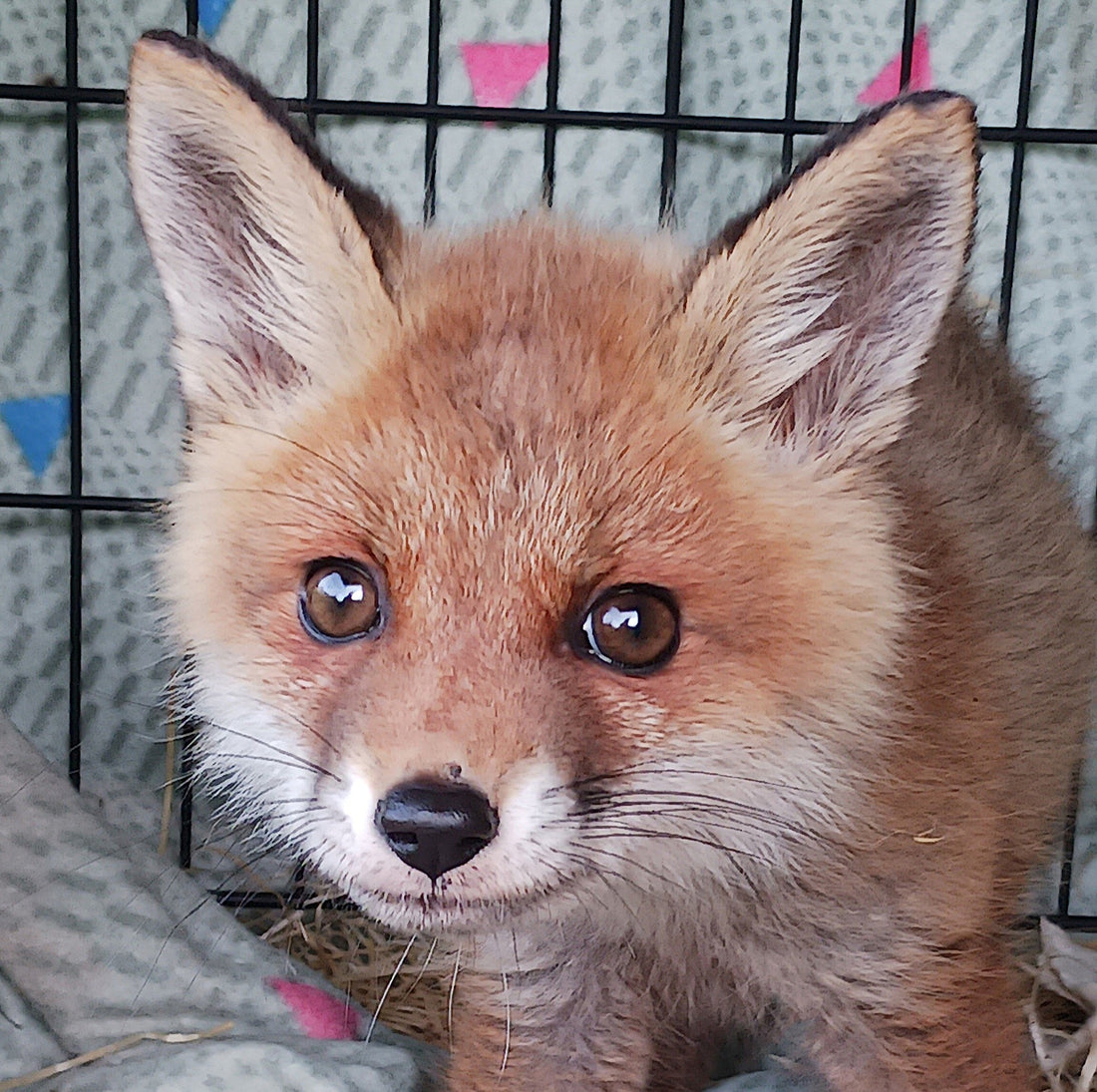 Nuori ketunpoikanen katsoo häkistä kameraan veikeä ilme kasvoillaan.