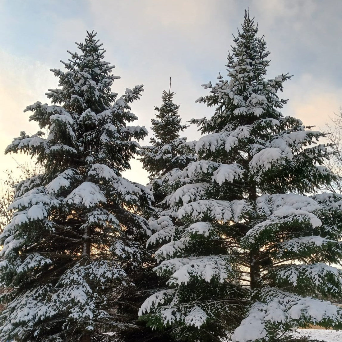 Kolme leveää, lumista kuusta. Niiden takaa pilkistää puolipilvinen talviaamun taivas.