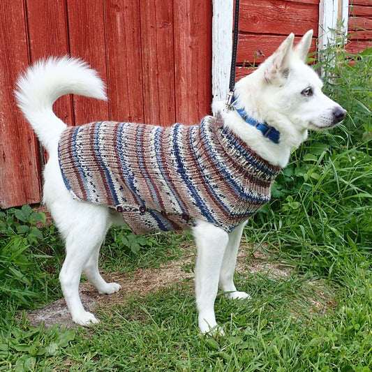 Valkoinen pystykorva seisoo vanhan punavalkoisen rakennuksen edessä nurmikolla. Koiran yllä on neulottu poolokaulustakki. Takissa on sinisen, valkoisen ja ruskean sävyisiä raitoja.